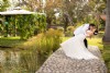 Ric Bucio Fotgrafo - Expo Nupcias